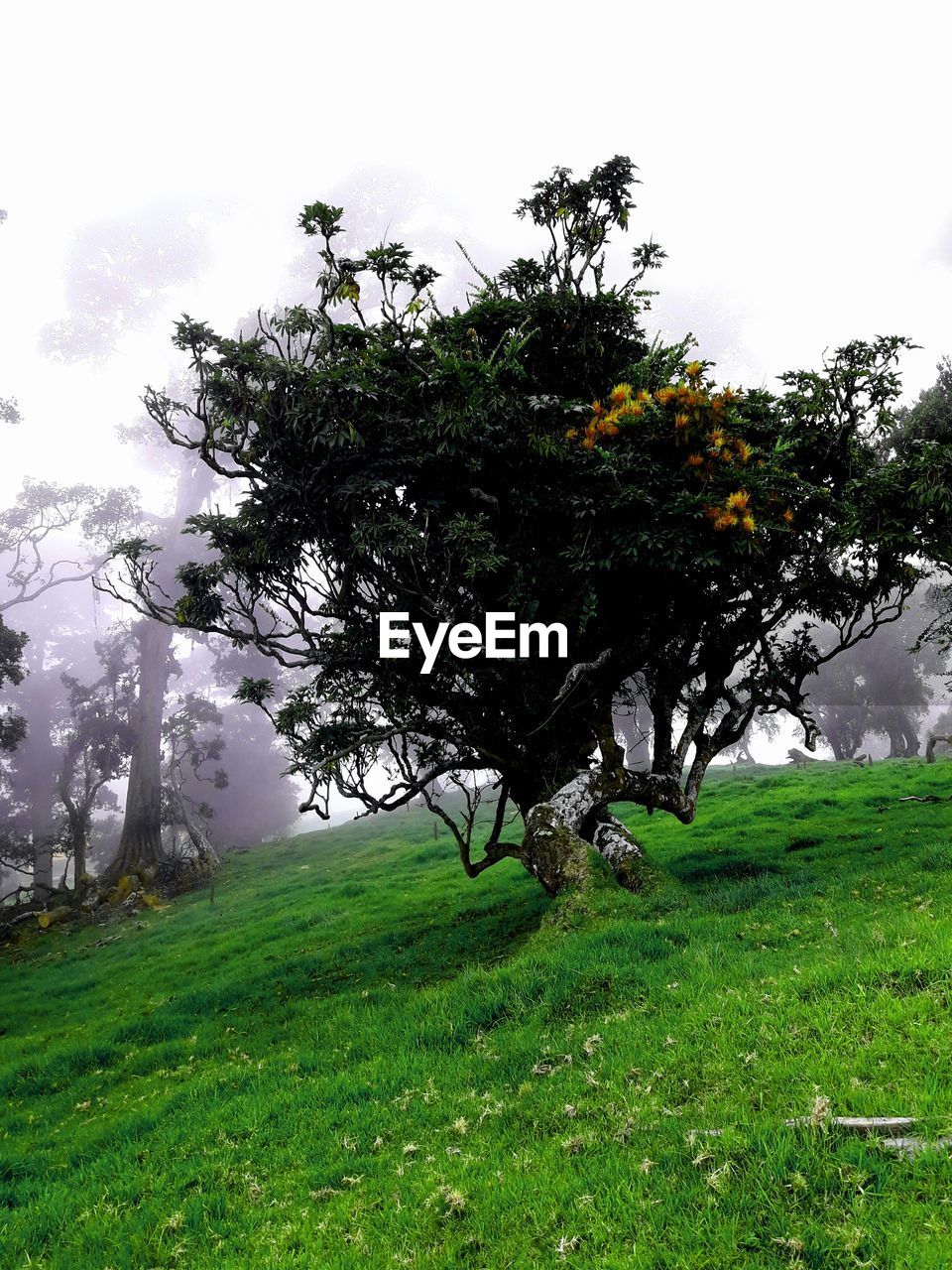 TREE IN FIELD AGAINST SKY