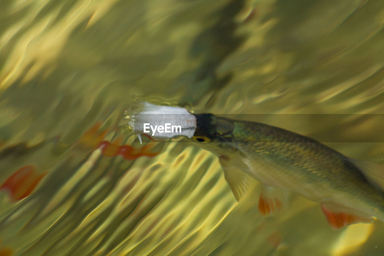 CLOSE-UP OF FISH UNDERWATER