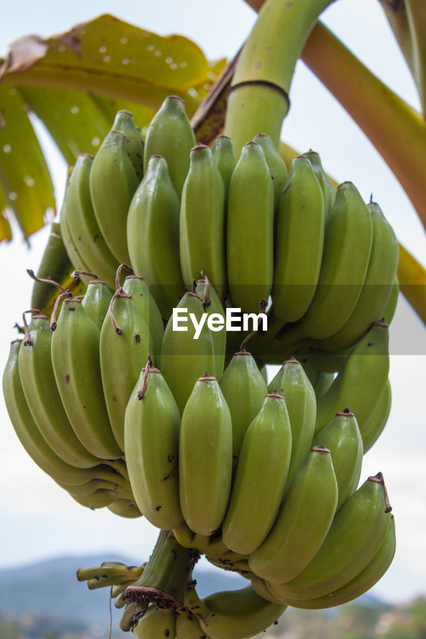 Low angle view of bananas against sky