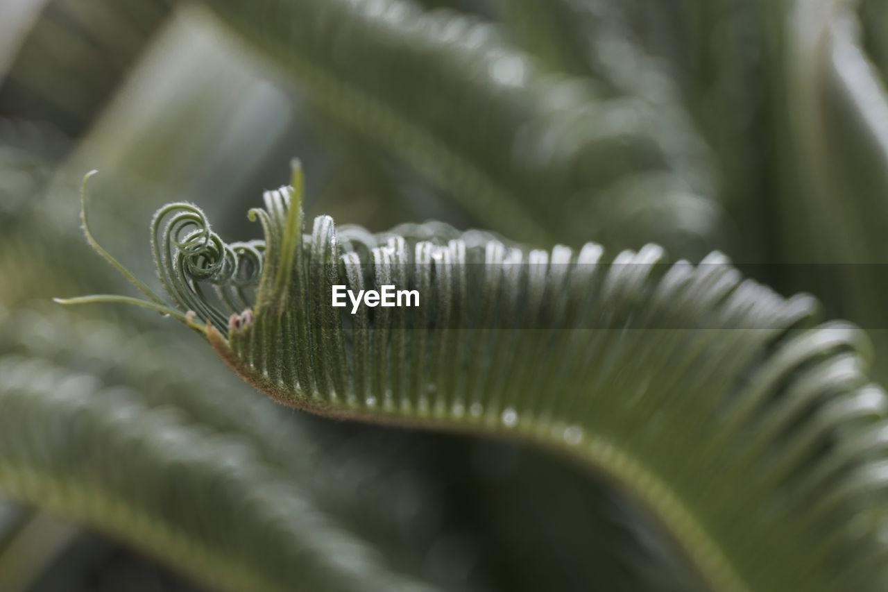 Curly fern, france