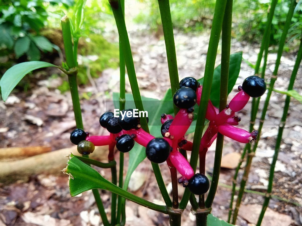 CLOSE-UP OF BLACK INSECT