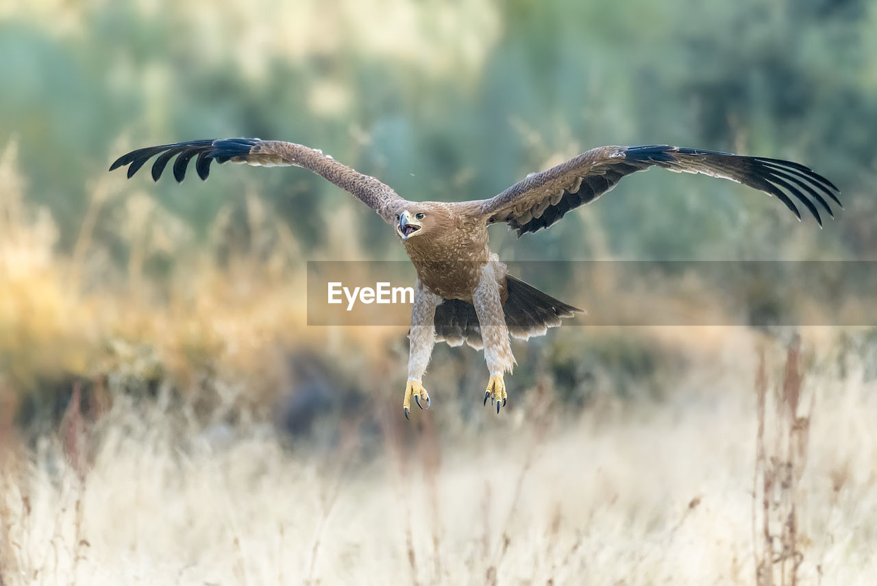 Close-up of golden eagle flying over field