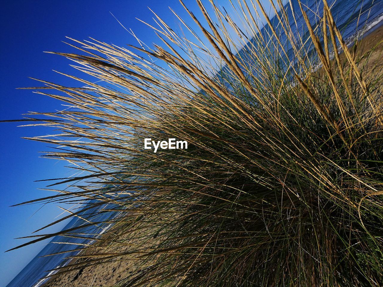 LOW ANGLE VIEW OF REEDS AGAINST BLUE SKY