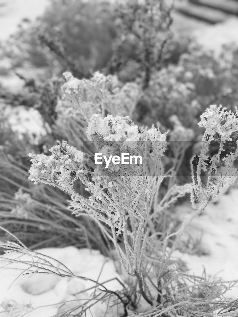 Close-up of frozen plant