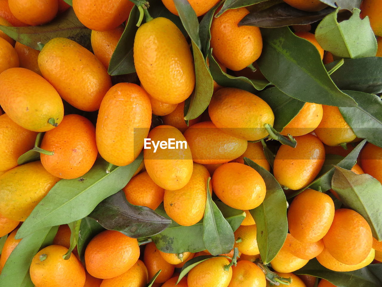 Oval kumquats are one of the few fruits that can be eaten with the skin on