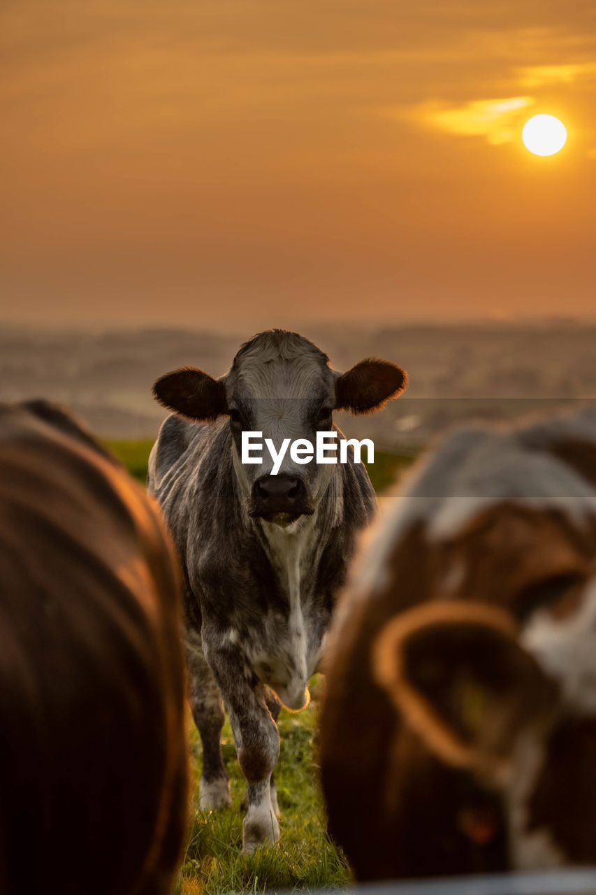Portrait of cows on field during sunset