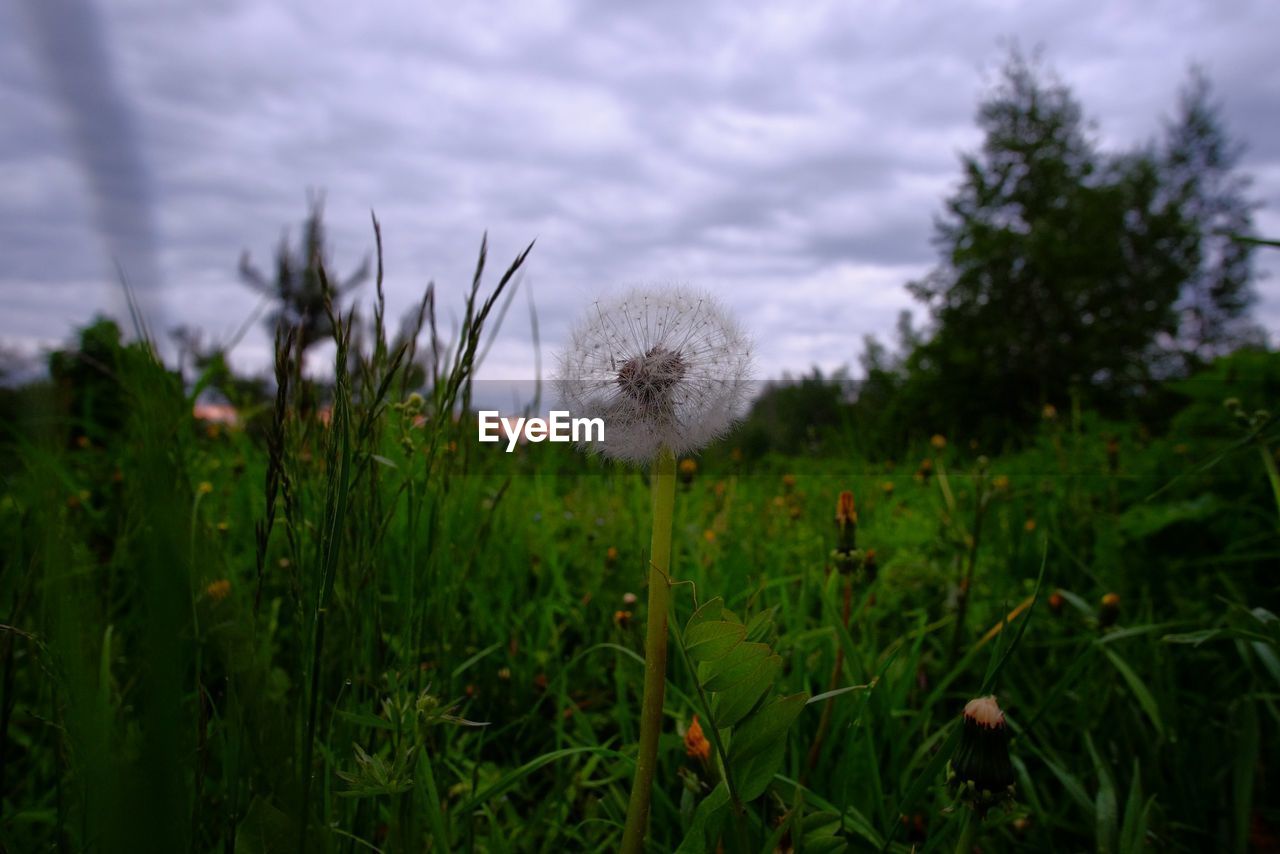 CLOSE-UP OF DANDELION IN FIELD