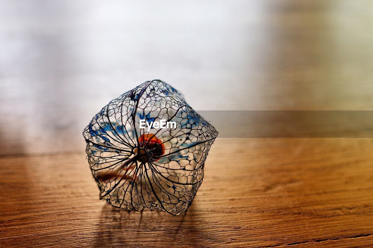 Close-up of physalis on table