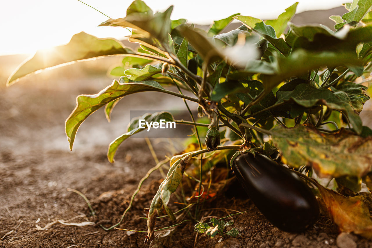 Close-up of eggplants growing in garden