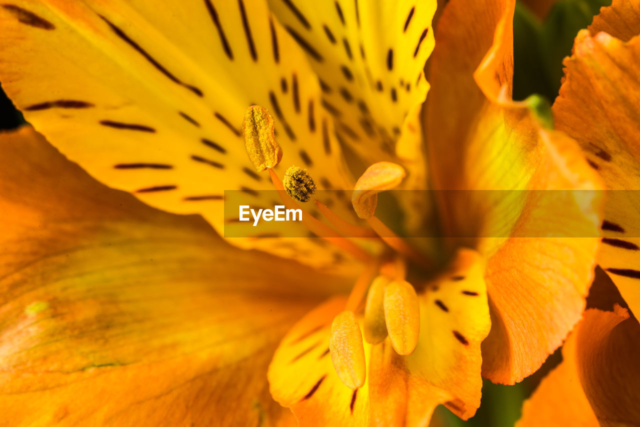 FULL FRAME SHOT OF DAY LILY