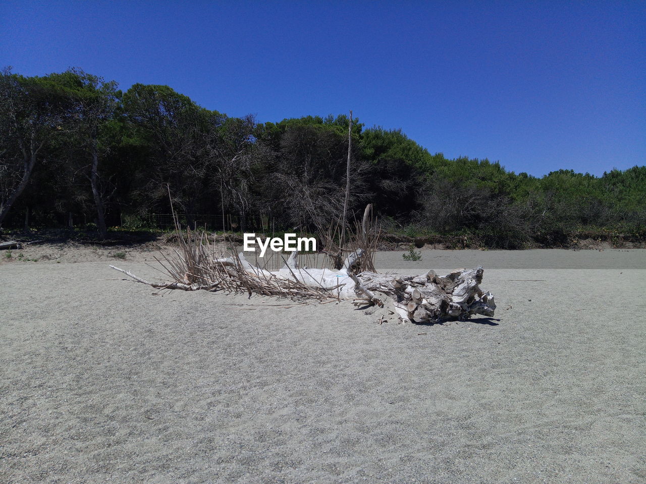 BARE TREES ON SAND AGAINST CLEAR BLUE SKY