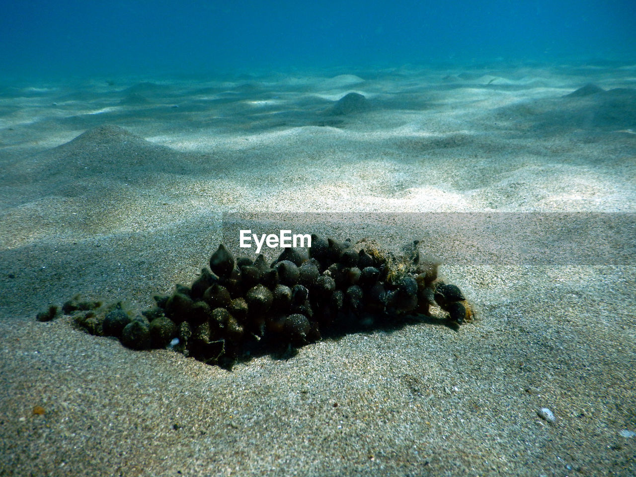 SCENIC VIEW OF SEA AND FISH UNDERWATER