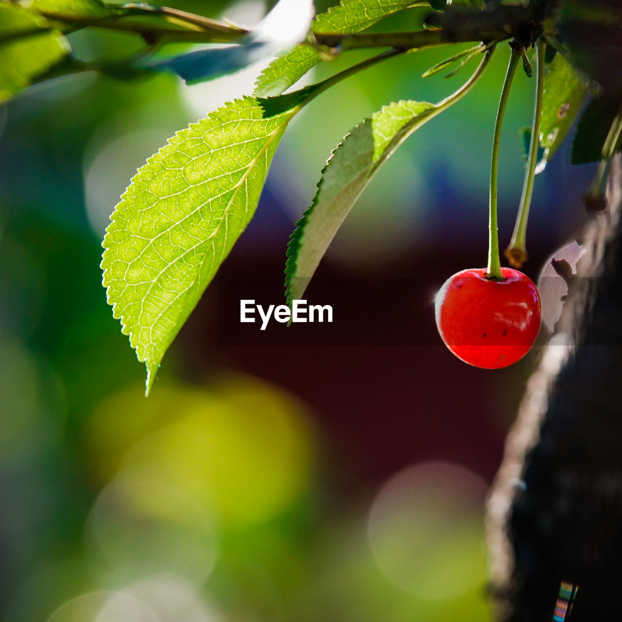 Close-up of cherry hanging on plant
