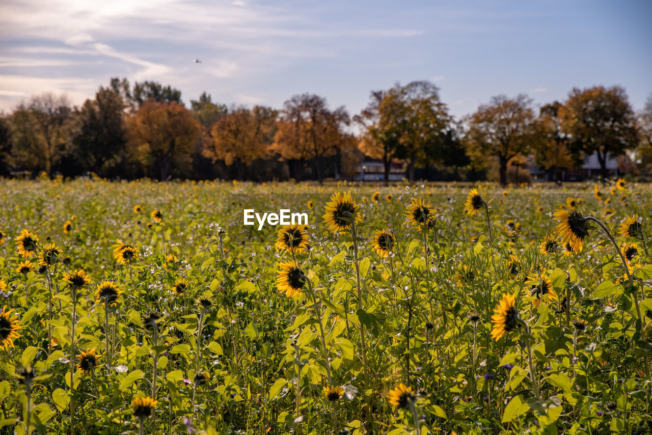 Scenic view of sunflower field against sky