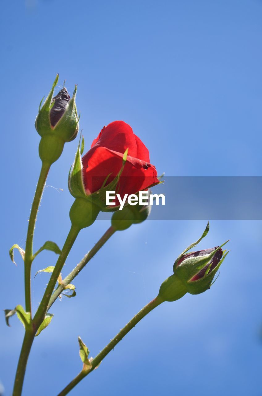 Close-up of rose plant against sky