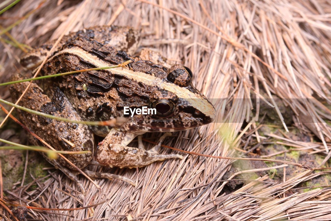 CLOSE-UP OF LIZARD