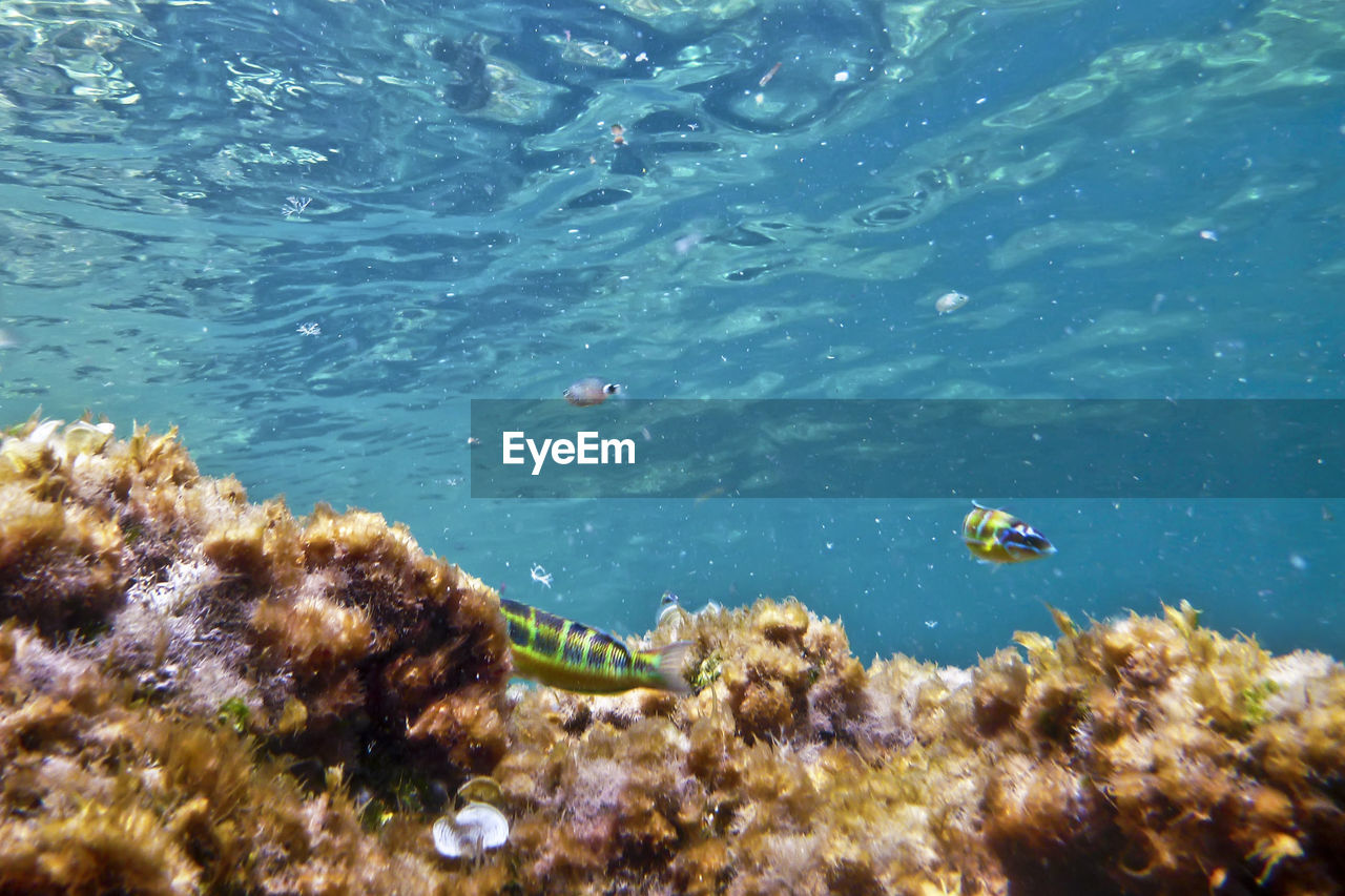 HIGH ANGLE VIEW OF FISH UNDERWATER