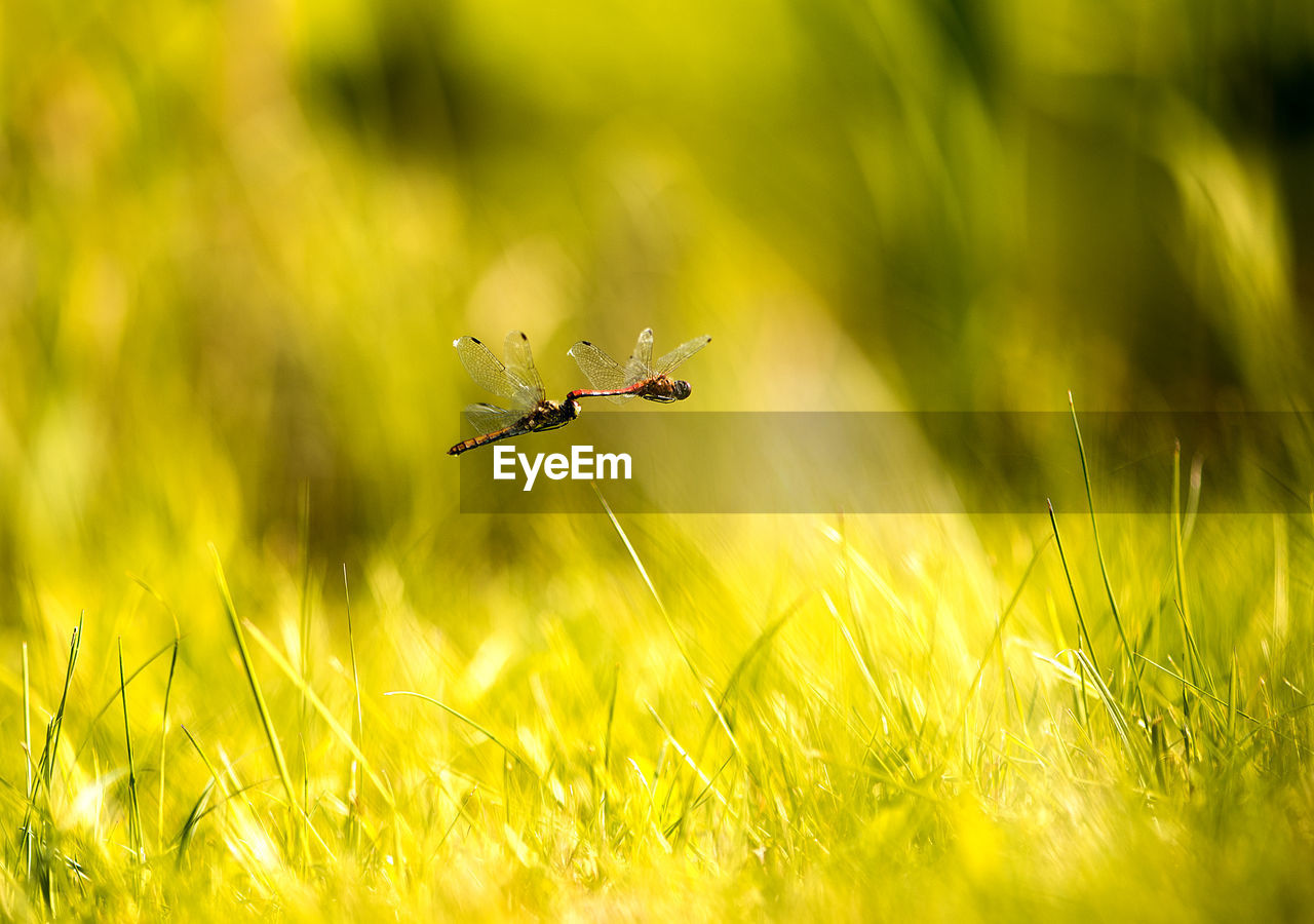 Insects flying over grass