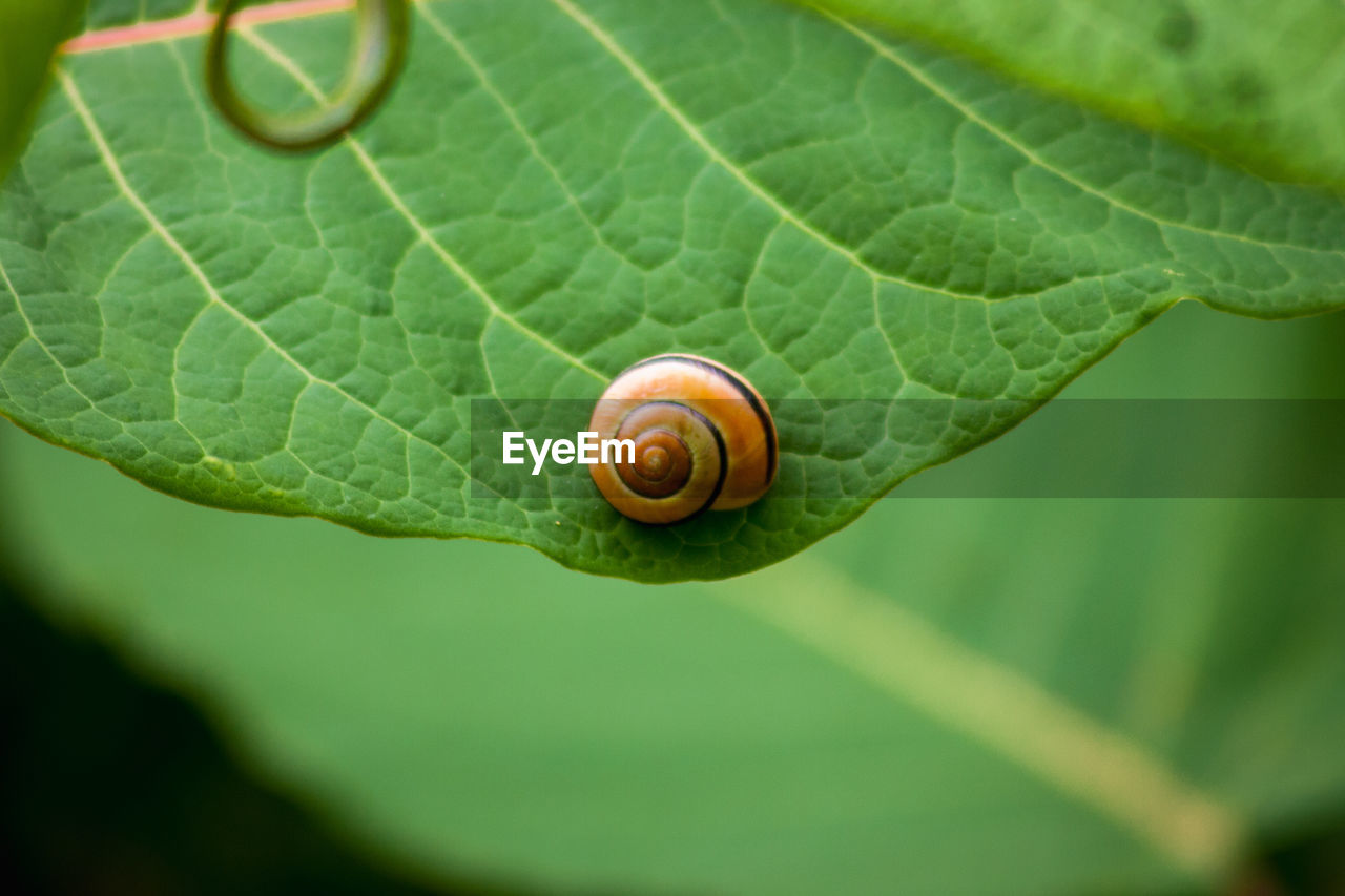 CLOSE-UP OF SNAILS ON LEAF