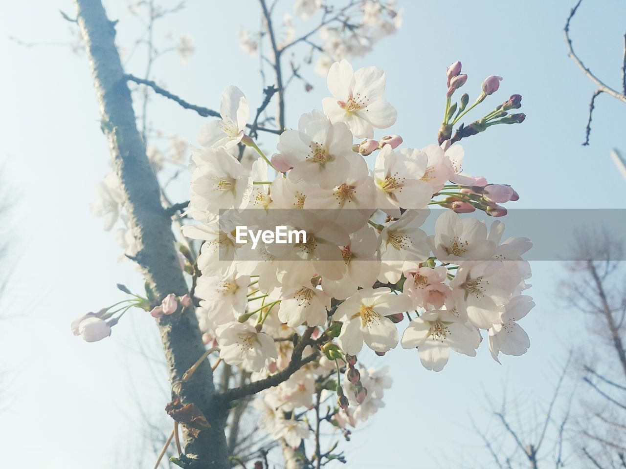 Low angle view of cherry blossom tree