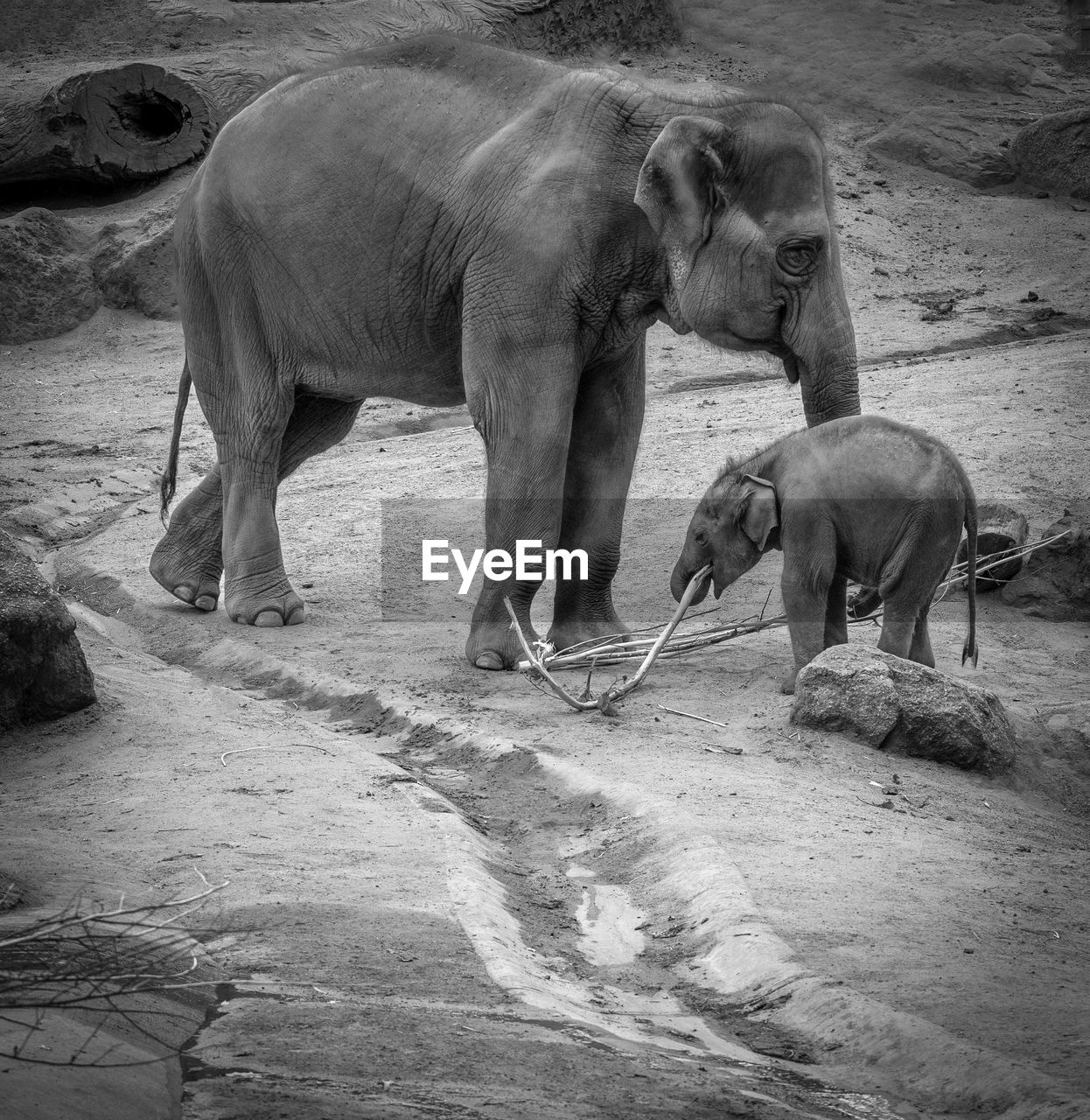 animal themes, animal, mammal, animal wildlife, wildlife, elephant, black and white, group of animals, indian elephant, monochrome, monochrome photography, no people, safari, two animals, nature, day, african elephant, young animal, outdoors, animal body part, zoo, animal family, domestic animals, elephant calf, side view, land