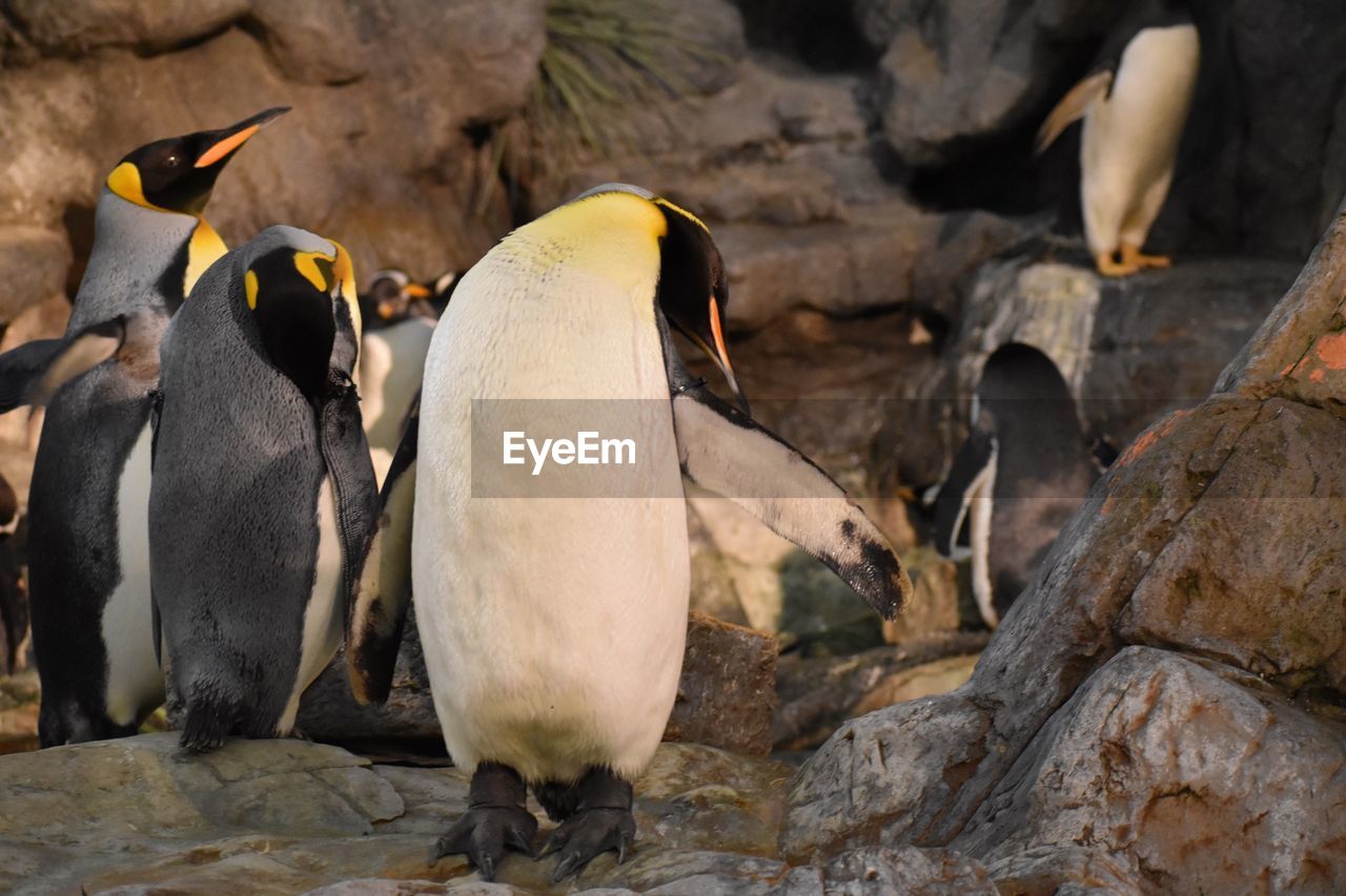 HIGH ANGLE VIEW OF PENGUINS ON ROCKS