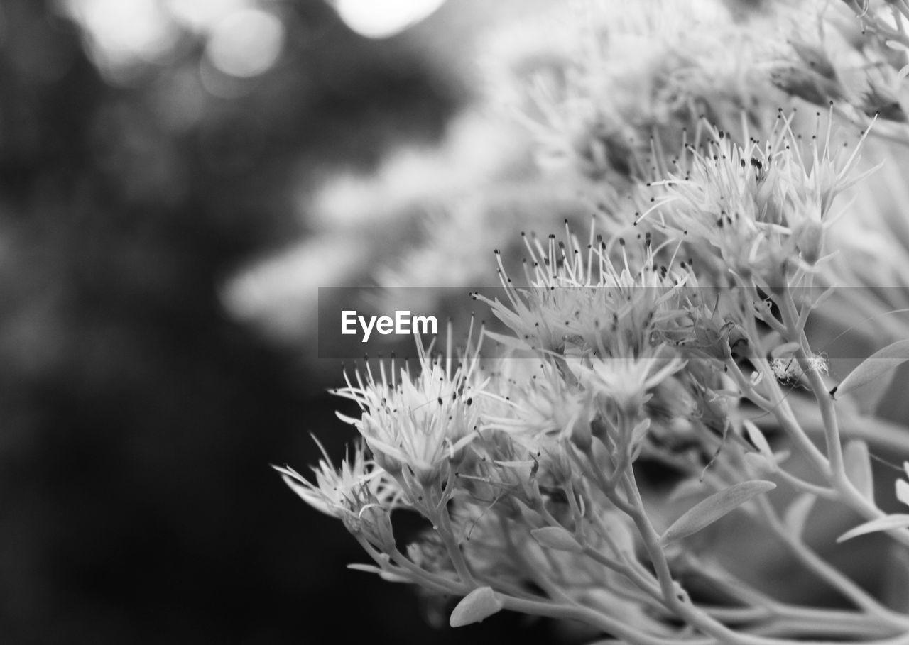 CLOSE-UP OF PLANTS