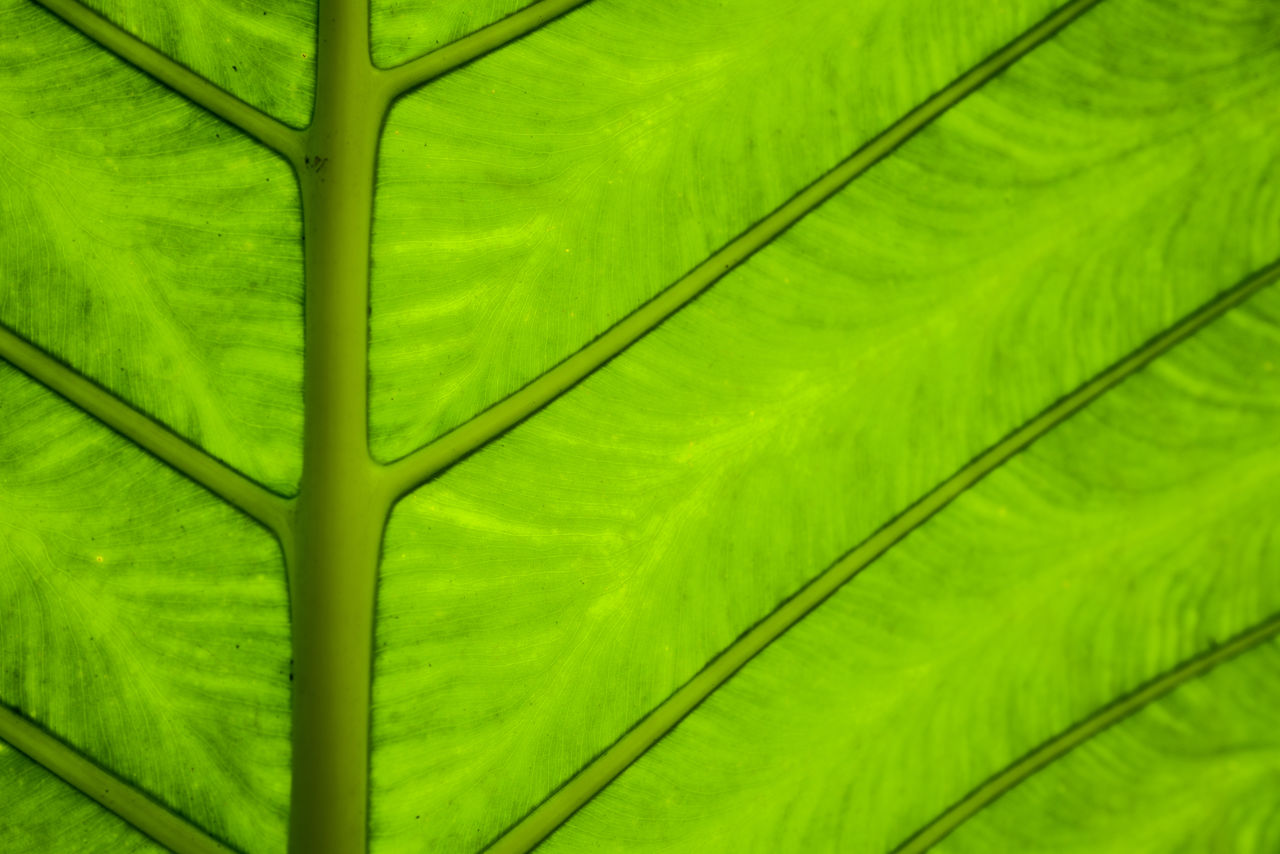 leaf, green, plant part, plant, backgrounds, leaf vein, full frame, nature, no people, close-up, beauty in nature, growth, plant stem, environment, yellow, pattern, tree, palm leaf, palm tree, flower, tropical climate, outdoors, freshness, day, botany, textured, lush foliage, foliage, macro, banana leaf, fragility