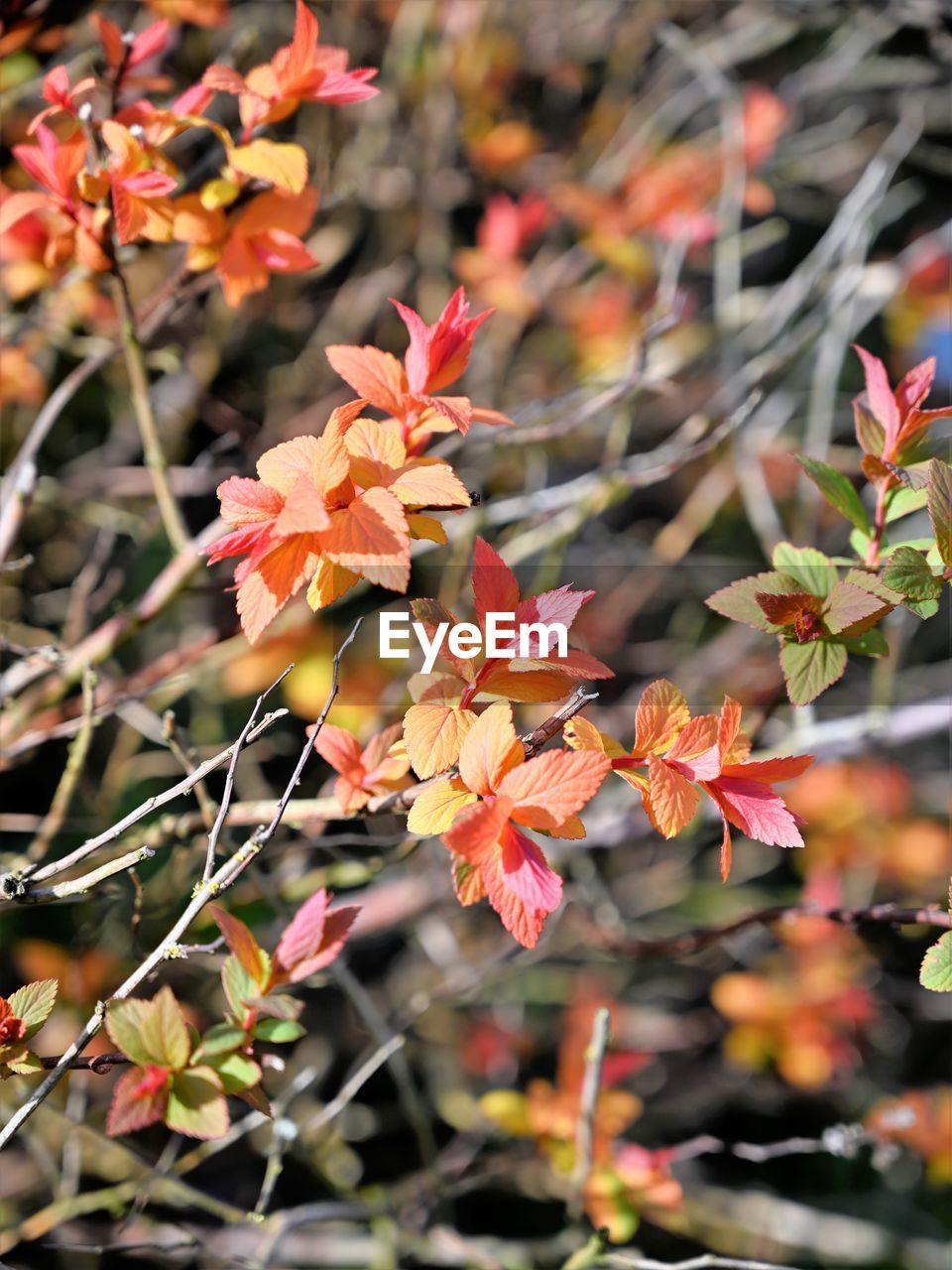 Close-up of orange flowering plant