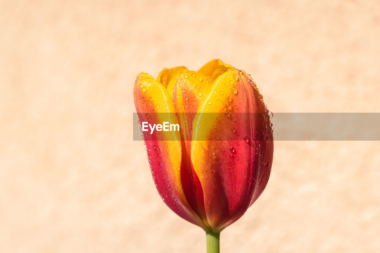 flower, plant, yellow, freshness, close-up, petal, pink, macro photography, flowering plant, nature, beauty in nature, red, no people, food, tulip, food and drink, fragility, focus on foreground, flower head, studio shot, single object, copy space, healthy eating, inflorescence, outdoors, positive emotion, love