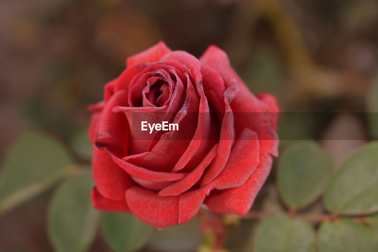 Close-up of red rose