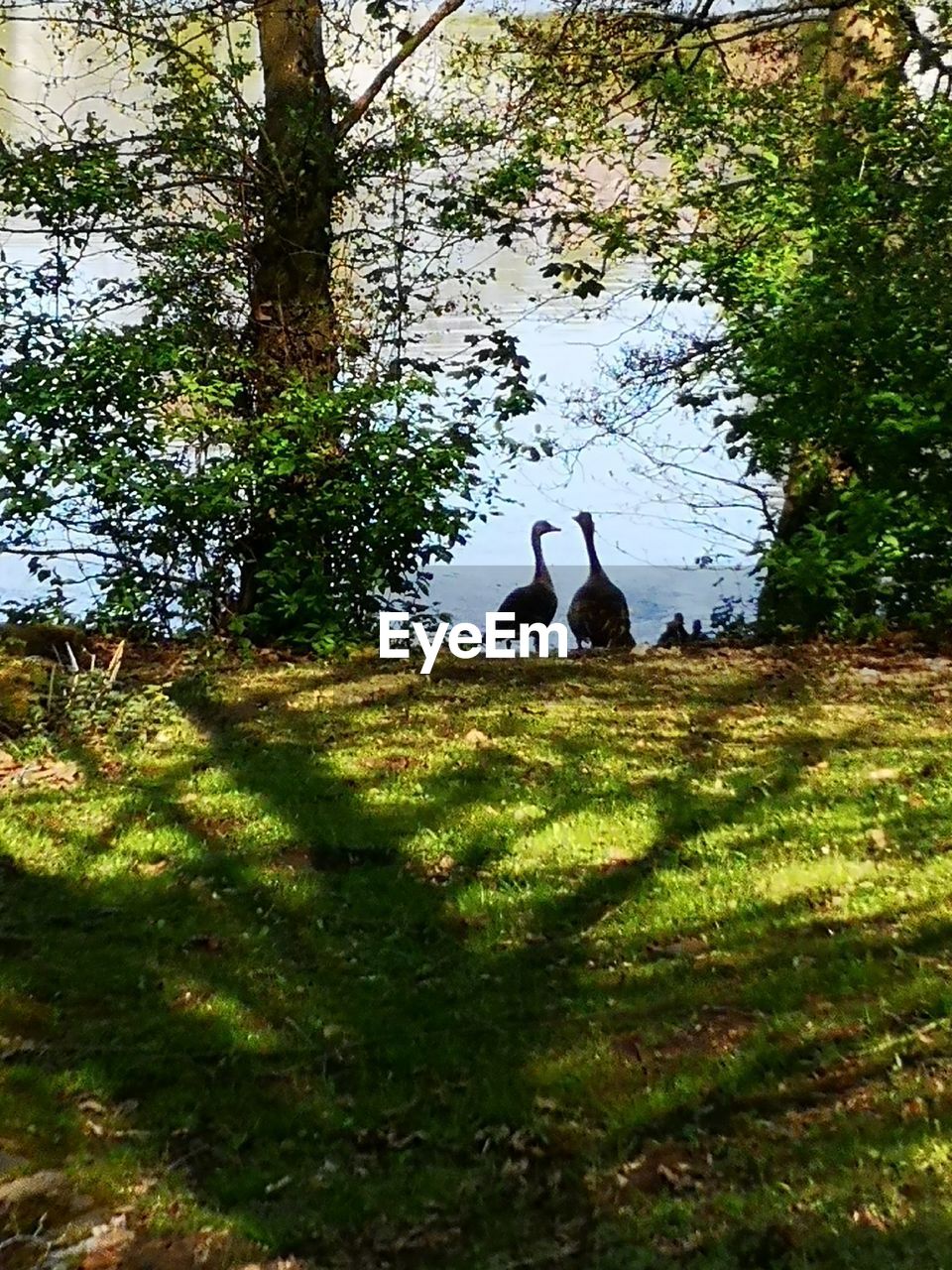 VIEW OF BIRDS ON THE LAKE