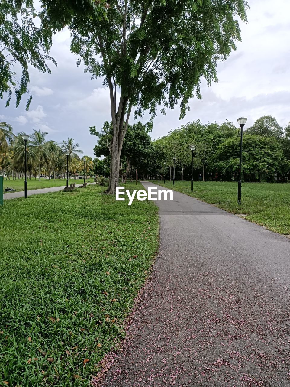 Street amidst trees and plants in park