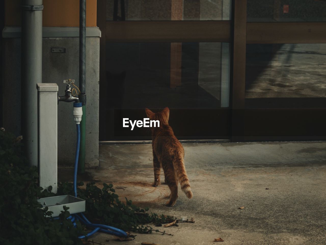 CAT SITTING ON ENTRANCE OF DOOR