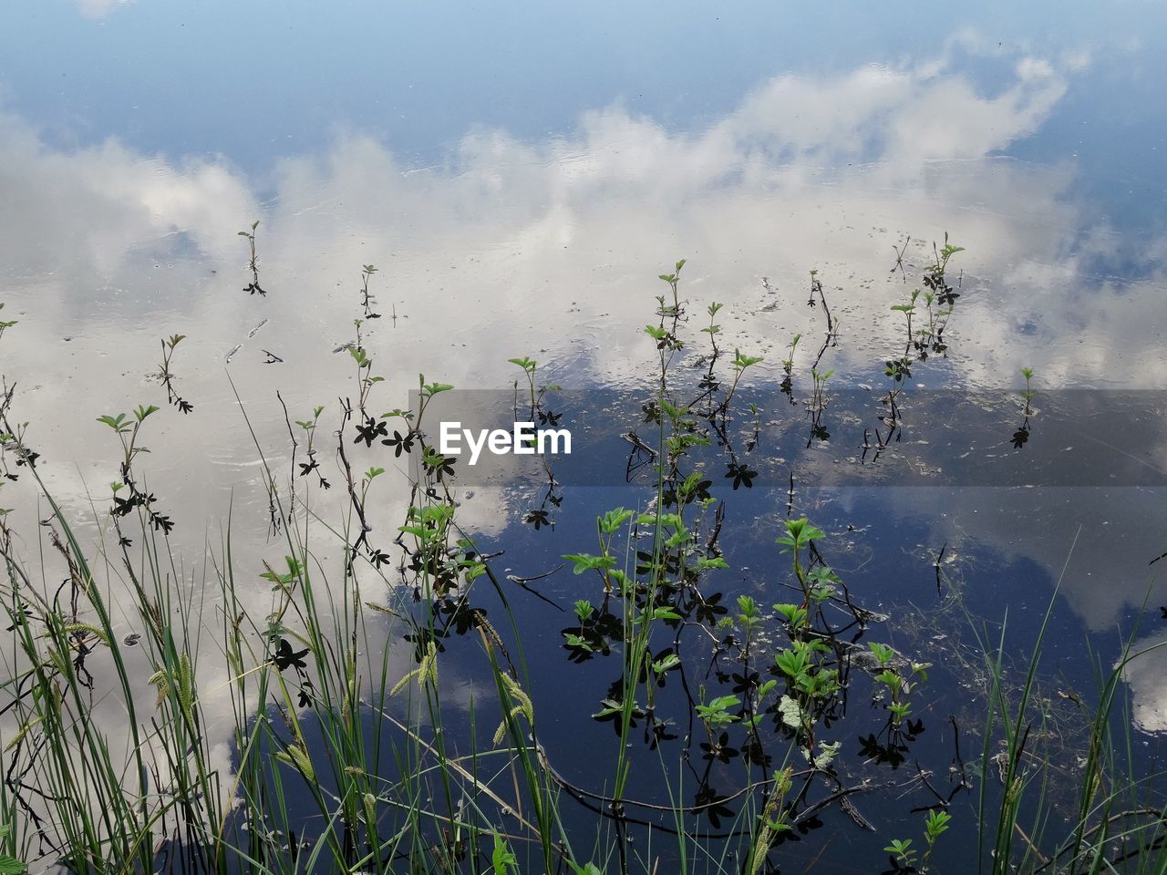 CLOSE-UP OF PLANTS AGAINST CALM LAKE