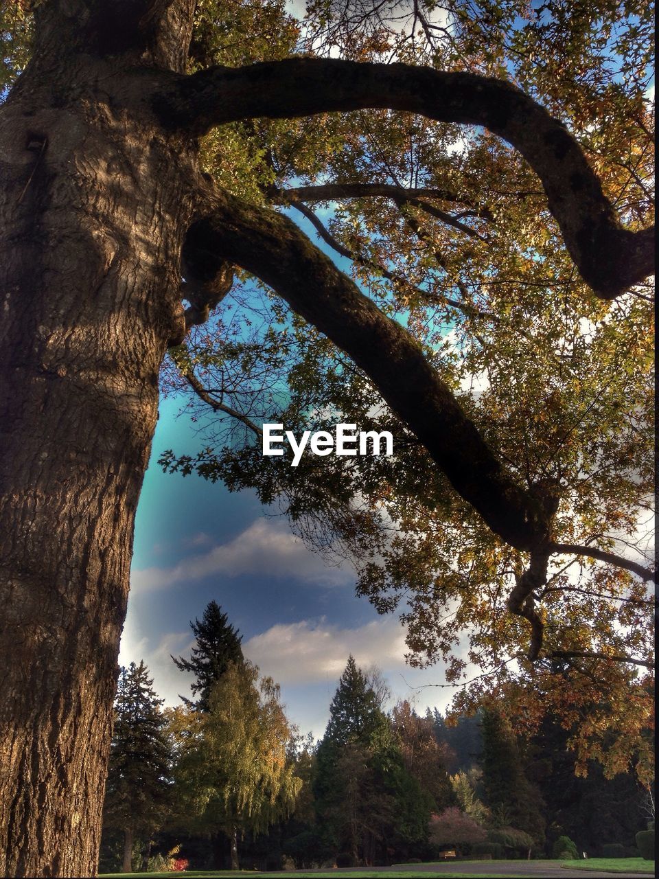 Low angle view of tree during autumn