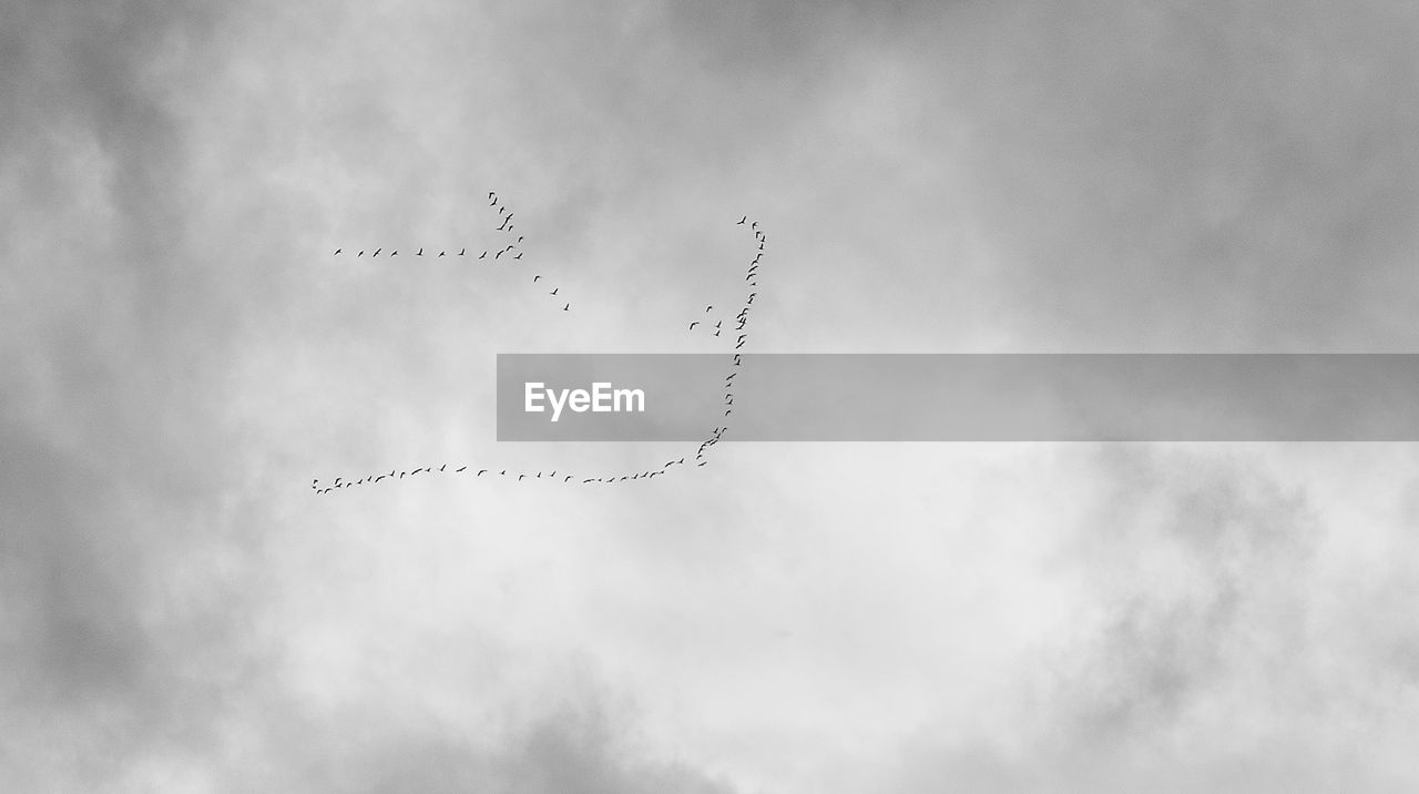 LOW ANGLE VIEW OF BIRDS IN SKY