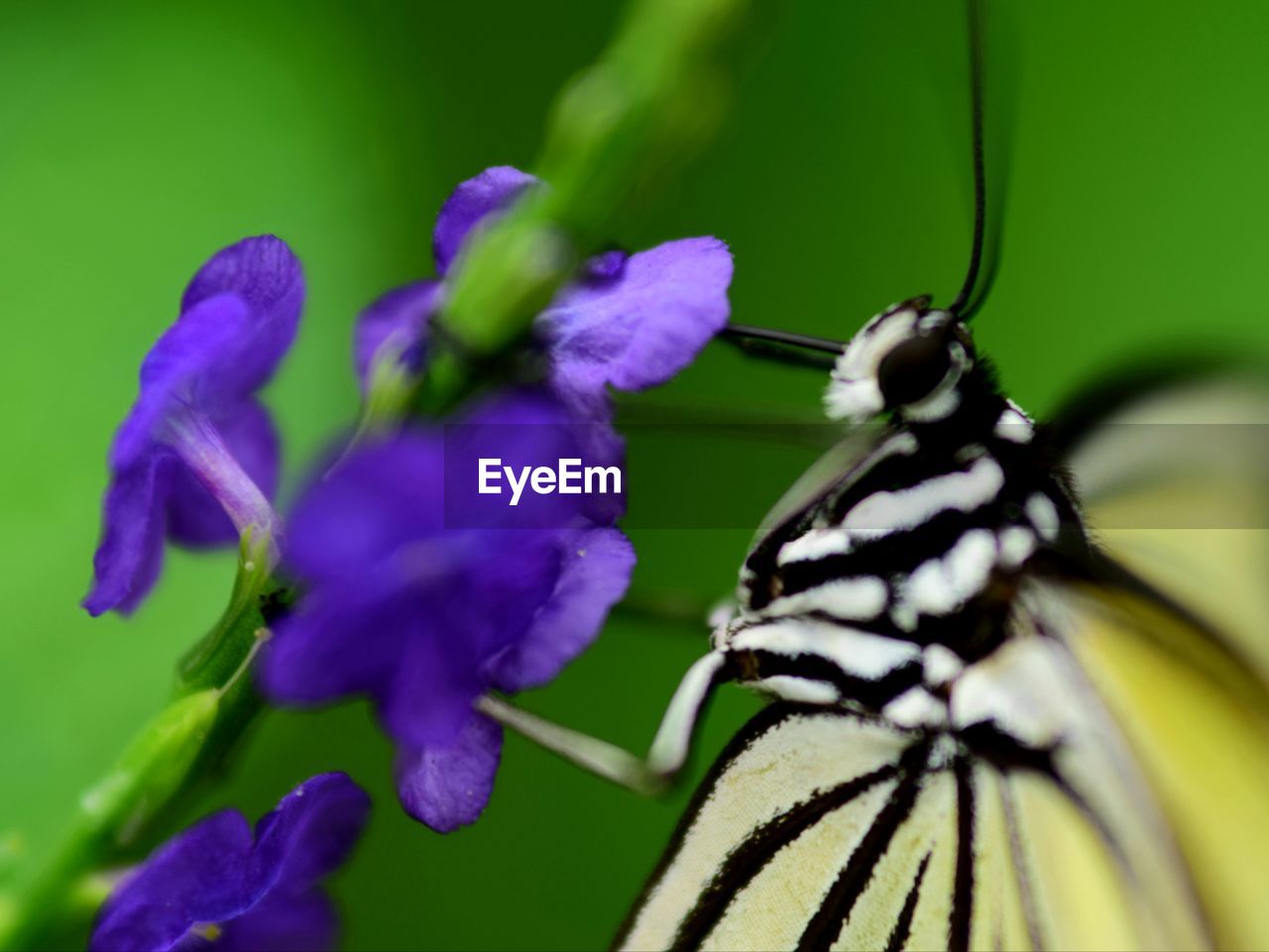 Close-up of butterfly pollinating on purple flower