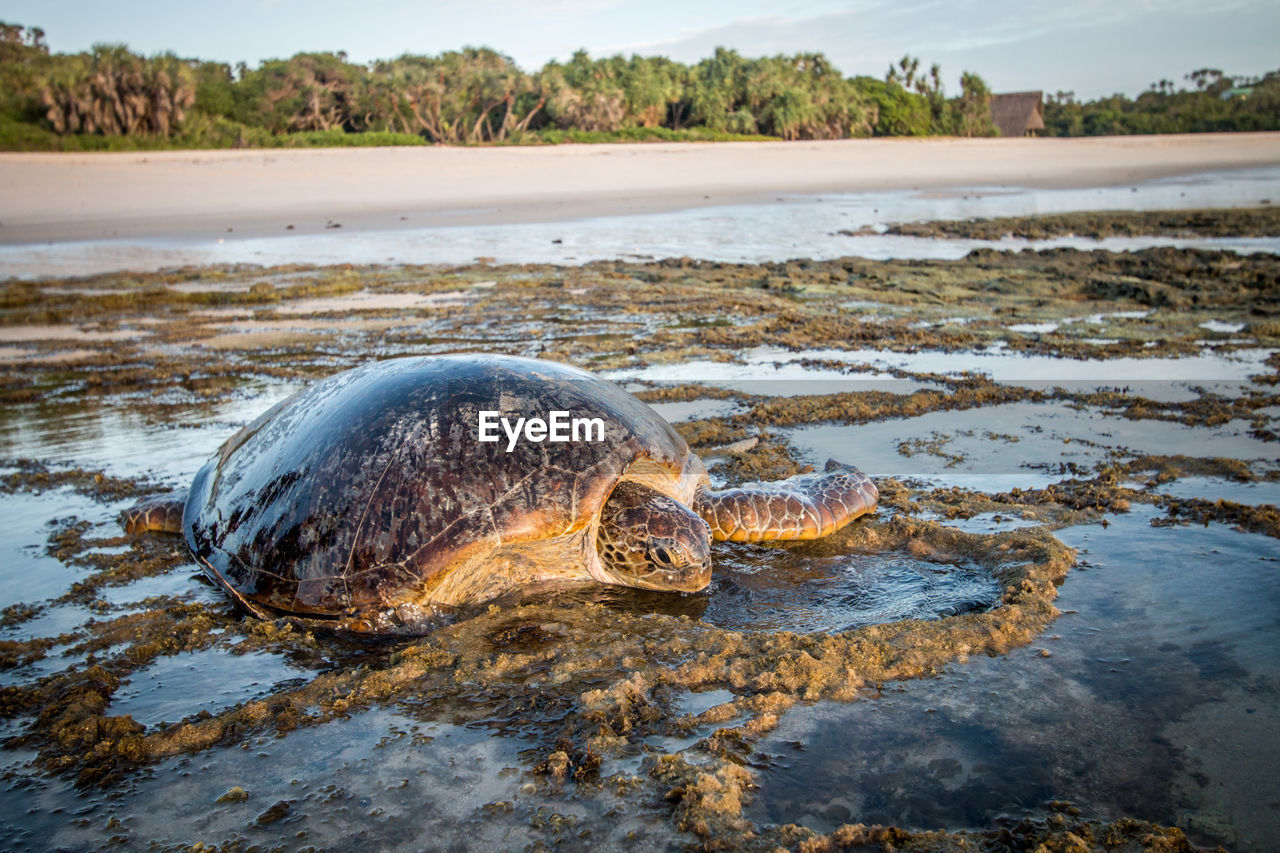 TURTLE SWIMMING IN SEA