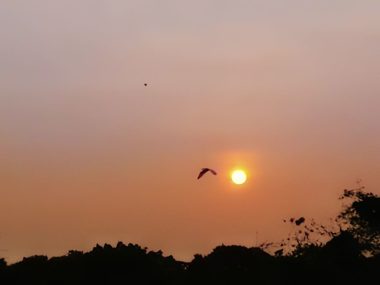 SILHOUETTE OF BIRDS FLYING AGAINST ORANGE SKY