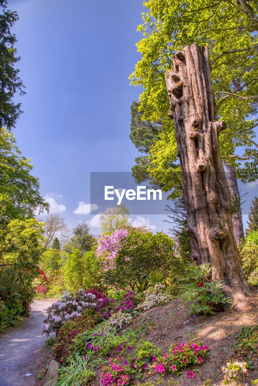 Low angle view of flowering plants by trees against sky