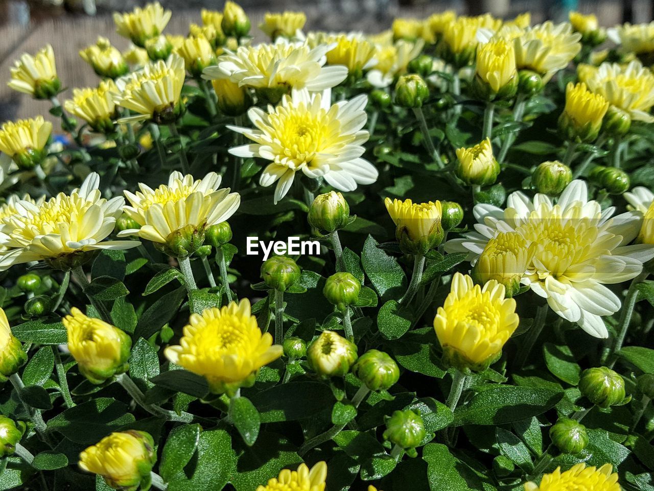 CLOSE-UP OF YELLOW FLOWERS