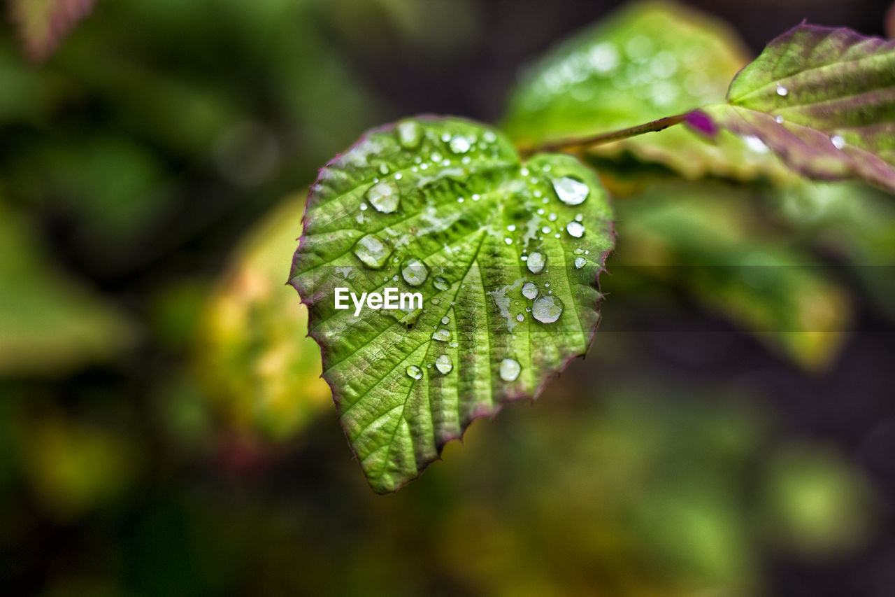 Close-up of wet leaf