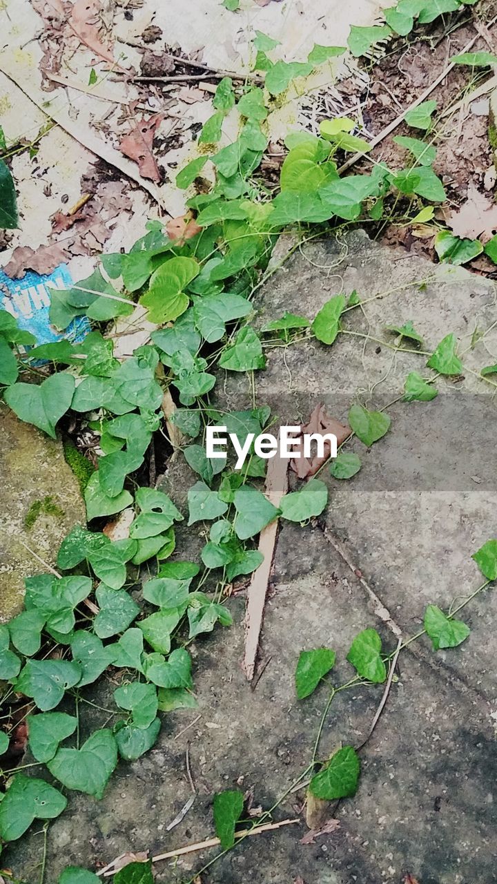 HIGH ANGLE VIEW OF CREEPER PLANT ON WALL