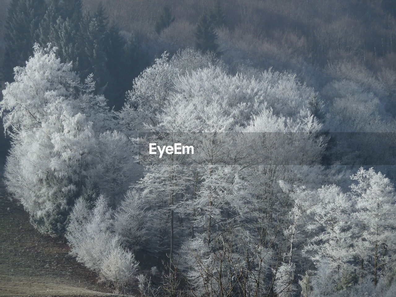 View of pine trees in forest during winter