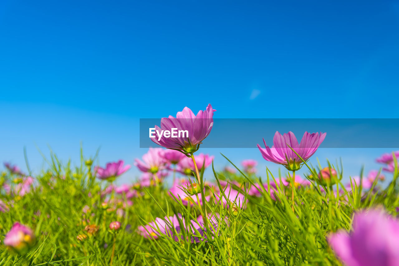 Close-up of pink flowers blooming on field