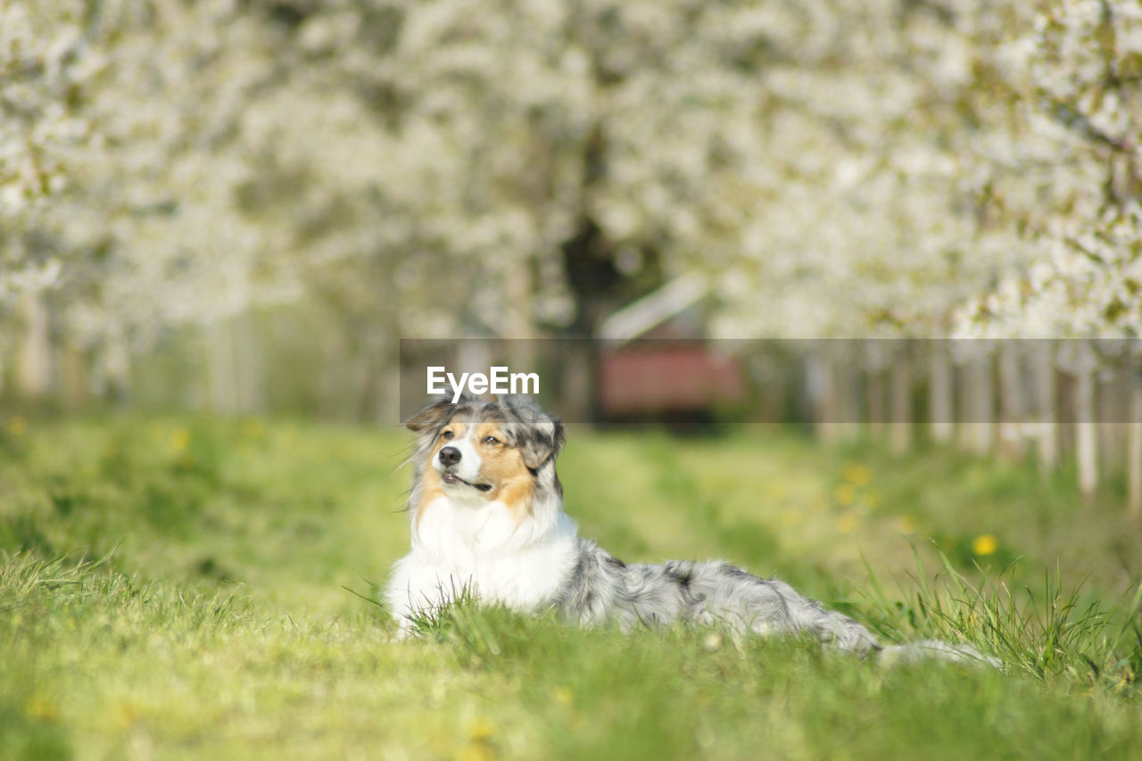 PORTRAIT OF DOG SITTING ON GRASSLAND