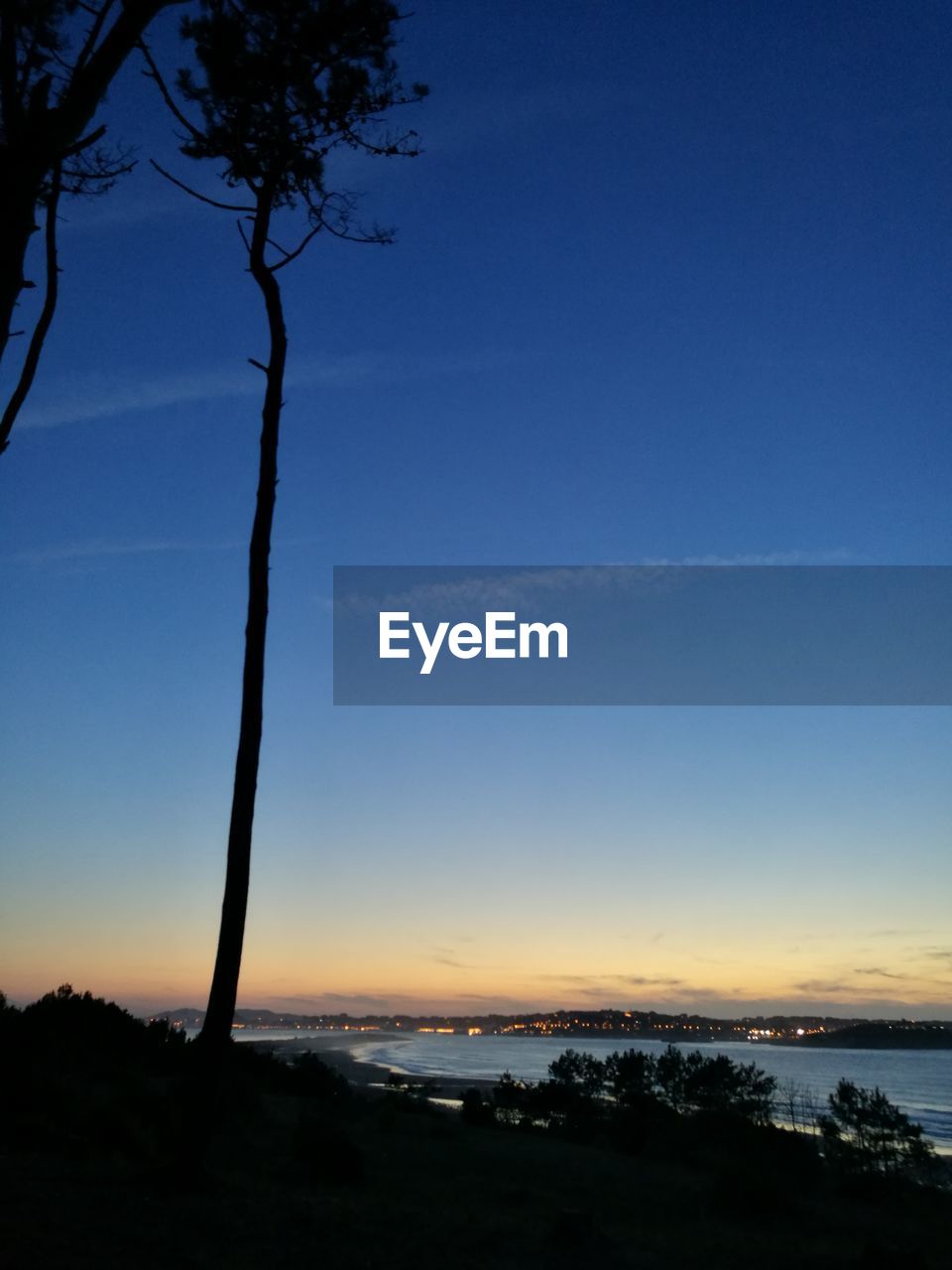 Silhouette of trees at sunset