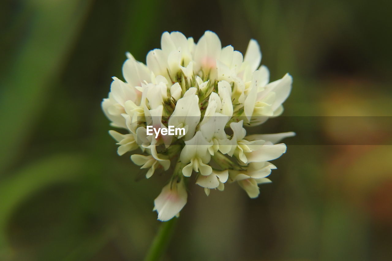 CLOSE-UP OF WHITE FLOWER