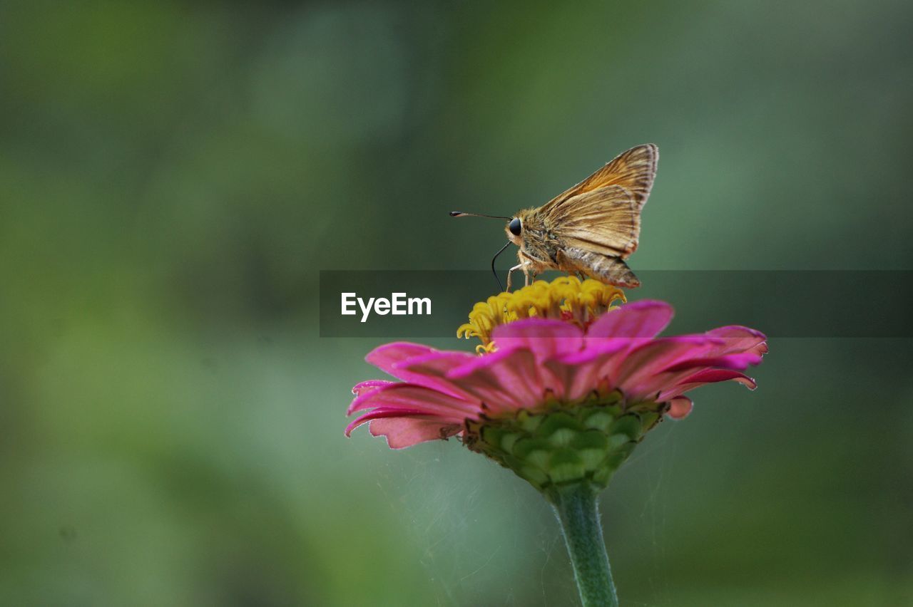 Close-up of butterfly pollinating on pink flower